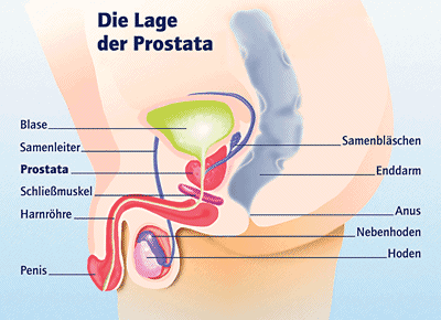 Die Lage der Prostata