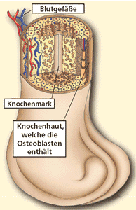 Schaubild Knochen mit Blutgefen, Knochenmark und Knochenhaut welche die Osteoblasten enthlt