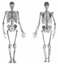 das menschliche Skelett